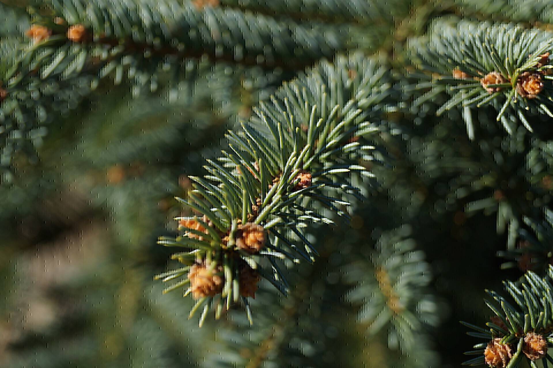 Picea pungens_01